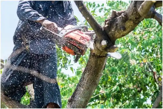 tree services Rivanna